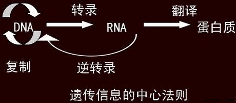 生物化学第九章遗传信息的传递