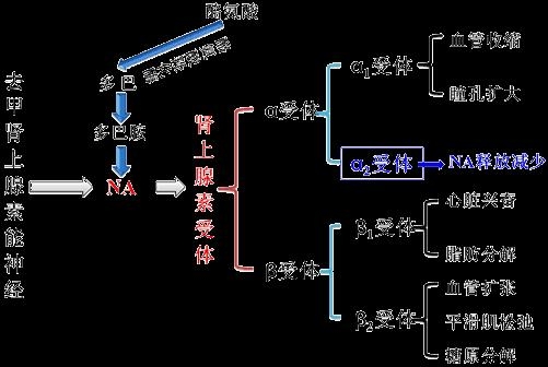 药理学第七单元肾上腺素受体阻断药讲义